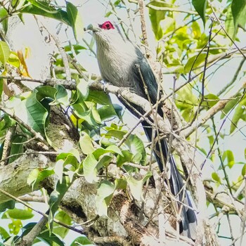 Green-billed Malkoha Dong Phayayen-Khao Yai Forest Complex Wed, 10/27/2021