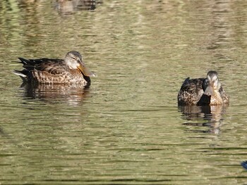 Northern Shoveler Kitamoto Nature Observation Park Fri, 10/29/2021