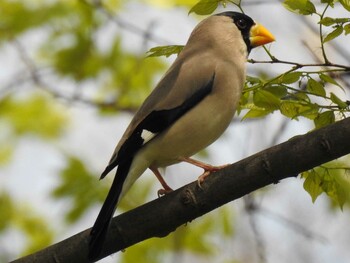 Japanese Grosbeak 稲沢公園 Tue, 4/6/2021