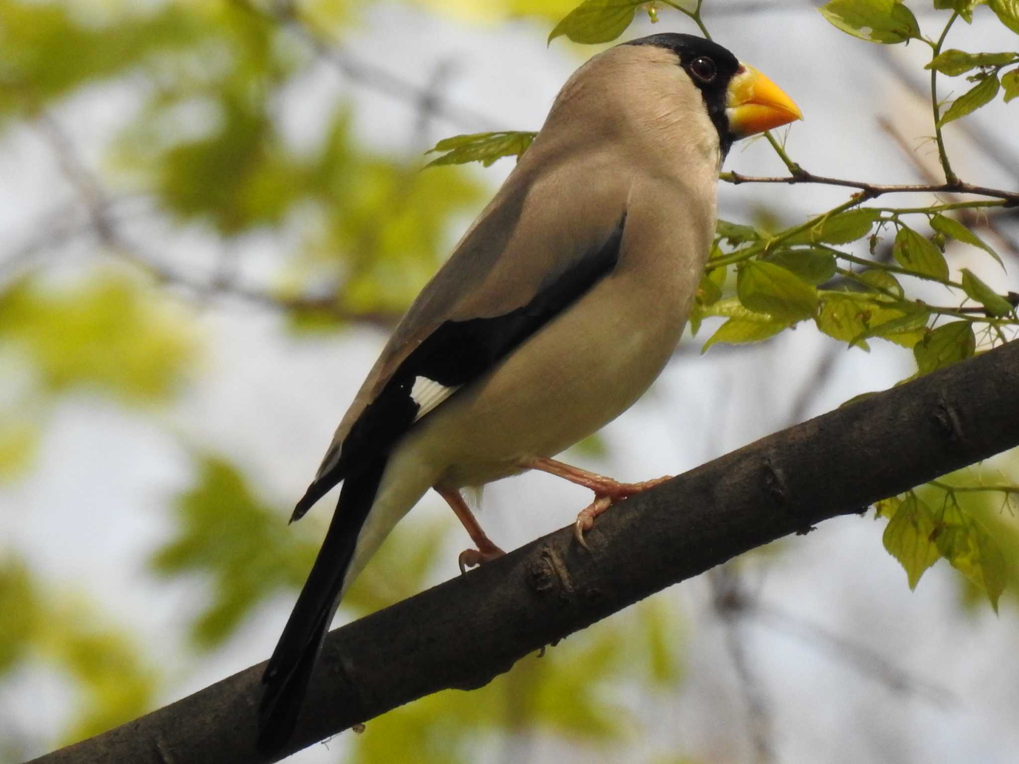 Photo of Japanese Grosbeak at 稲沢公園 by 寅次郎