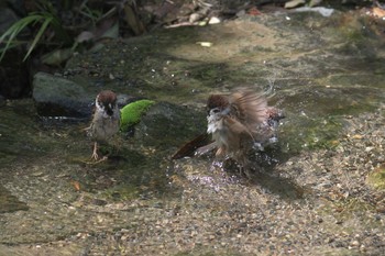 スズメ 京都府立植物園 2017年5月4日(木)