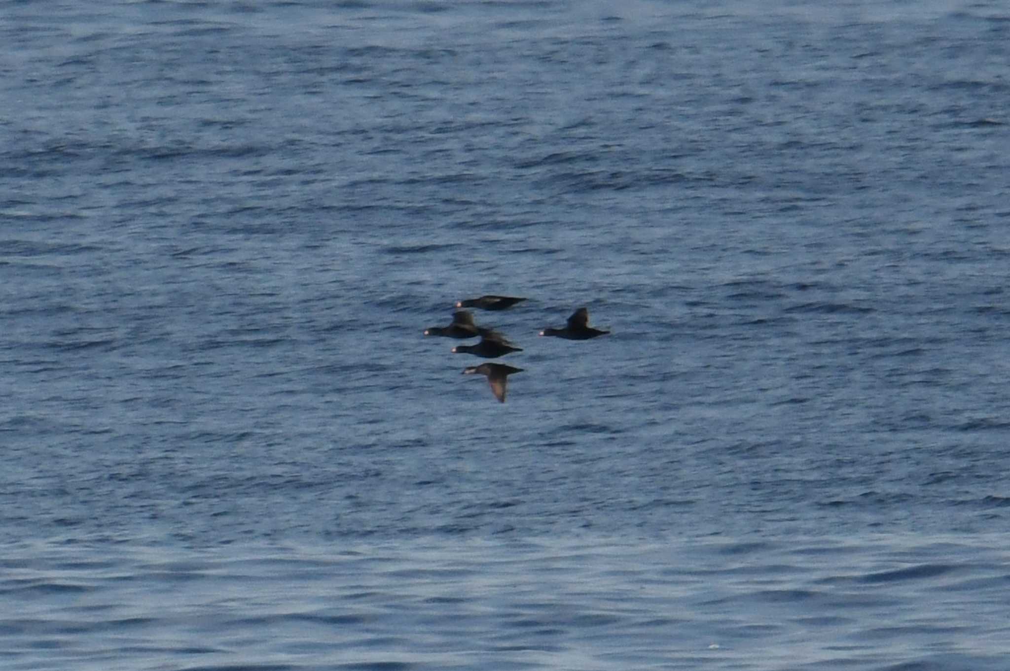 Photo of Black Scoter at 大洗-苫小牧航路 by あひる