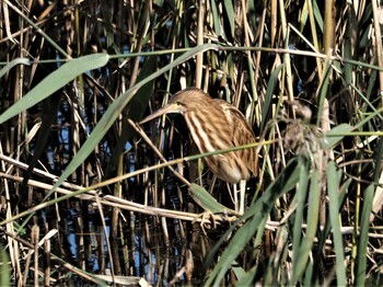 2021年10月29日(金) 東京港野鳥公園の野鳥観察記録