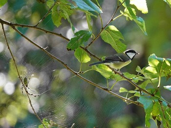 Japanese Tit Kitamoto Nature Observation Park Thu, 10/28/2021