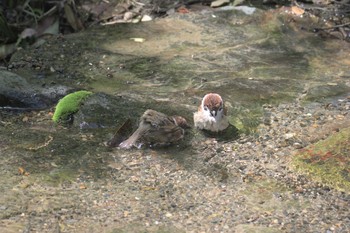 スズメ 京都府立植物園 2017年5月4日(木)