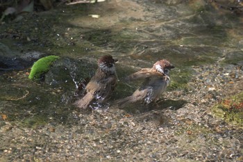 スズメ 京都府立植物園 2017年5月4日(木)