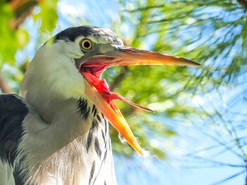 Grey Heron 芦屋市 Fri, 10/29/2021