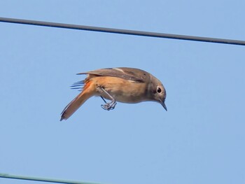 Daurian Redstart 甲子園浜(兵庫県西宮市) Fri, 10/29/2021