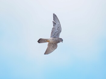 Common Kestrel 甲子園浜(兵庫県西宮市) Fri, 10/29/2021