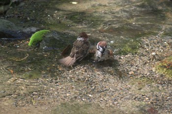 スズメ 京都府立植物園 2017年5月4日(木)