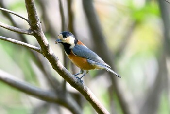 Varied Tit 加木屋緑地 Wed, 10/27/2021