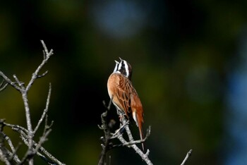 Meadow Bunting 加木屋緑地 Wed, 10/27/2021