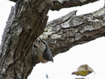 White-breasted Nuthatch Lake Utonai Fri, 10/29/2021