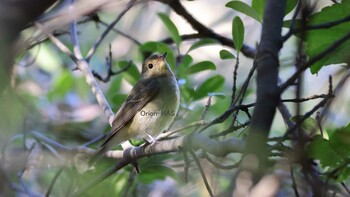 キビタキ 東京都多摩地域 2021年10月29日(金)