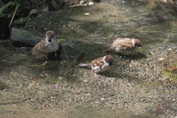 Eurasian Tree Sparrow 京都府立植物園 Thu, 5/4/2017