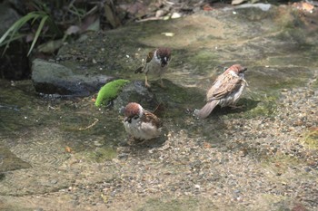 スズメ 京都府立植物園 2017年5月4日(木)