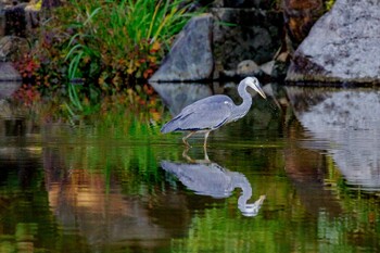 Sat, 10/30/2021 Birding report at 檜町公園(東京ミッドタウン)