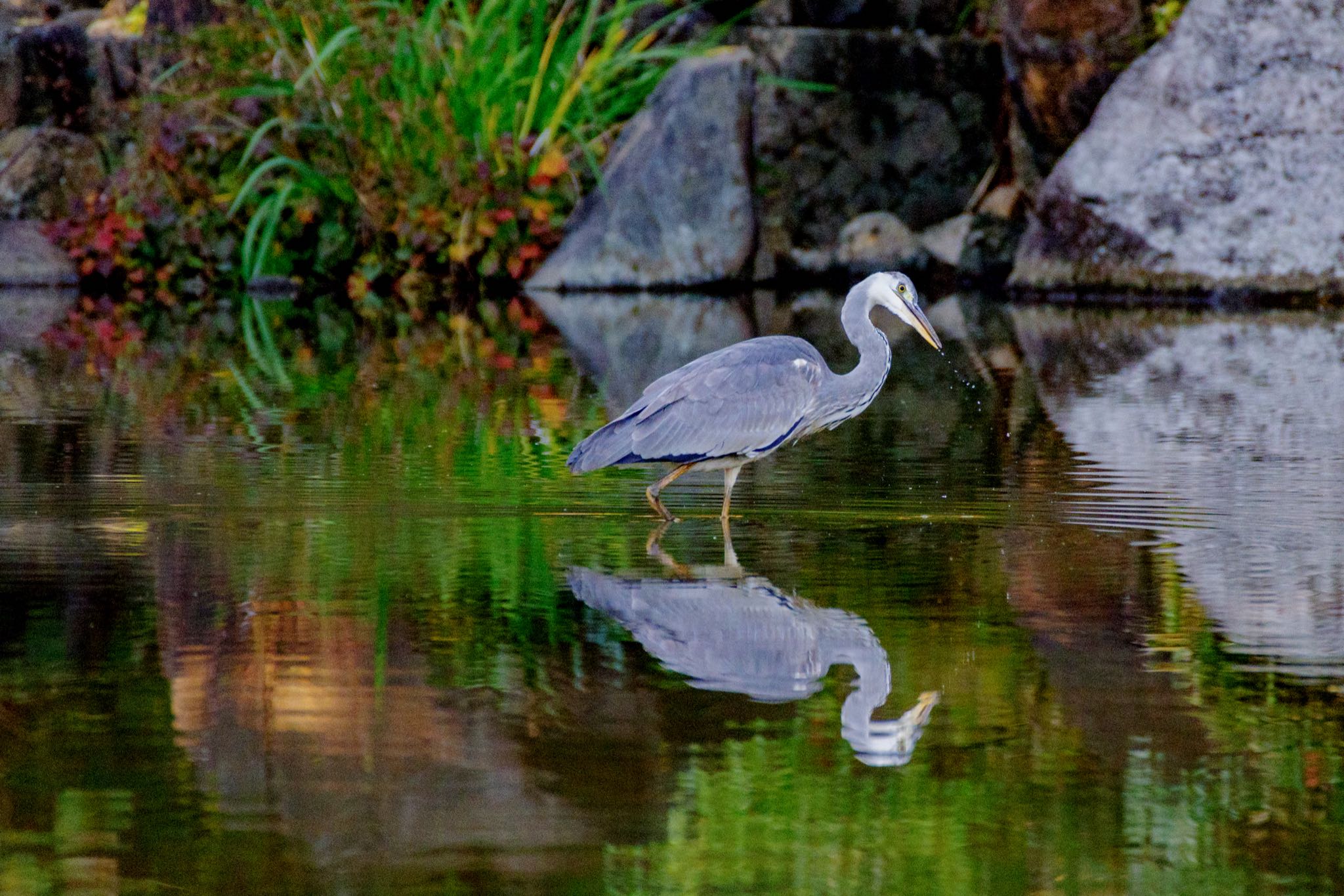 檜町公園(東京ミッドタウン) アオサギの写真 by Marco Birds