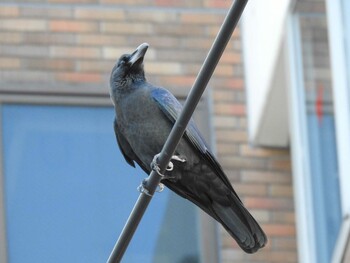 Large-billed Crow 山下公園 Sat, 10/30/2021