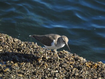 Common Sandpiper 山下公園 Sat, 10/30/2021