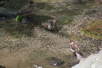 Eurasian Tree Sparrow 京都府立植物園 Thu, 5/4/2017