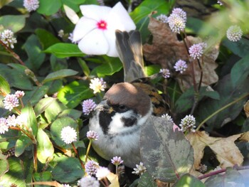 スズメ 山下公園 2021年10月30日(土)