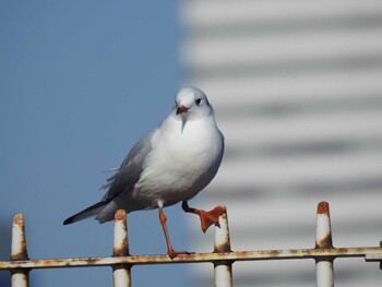 ユリカモメ 山下公園 2021年10月30日(土)