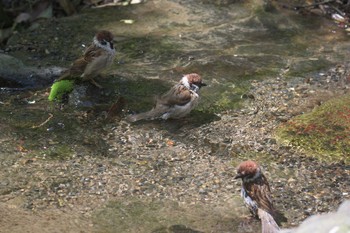 Eurasian Tree Sparrow 京都府立植物園 Thu, 5/4/2017