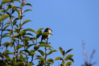 Bull-headed Shrike Shakujii Park Sat, 10/30/2021