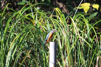 Common Kingfisher Shakujii Park Sat, 10/30/2021