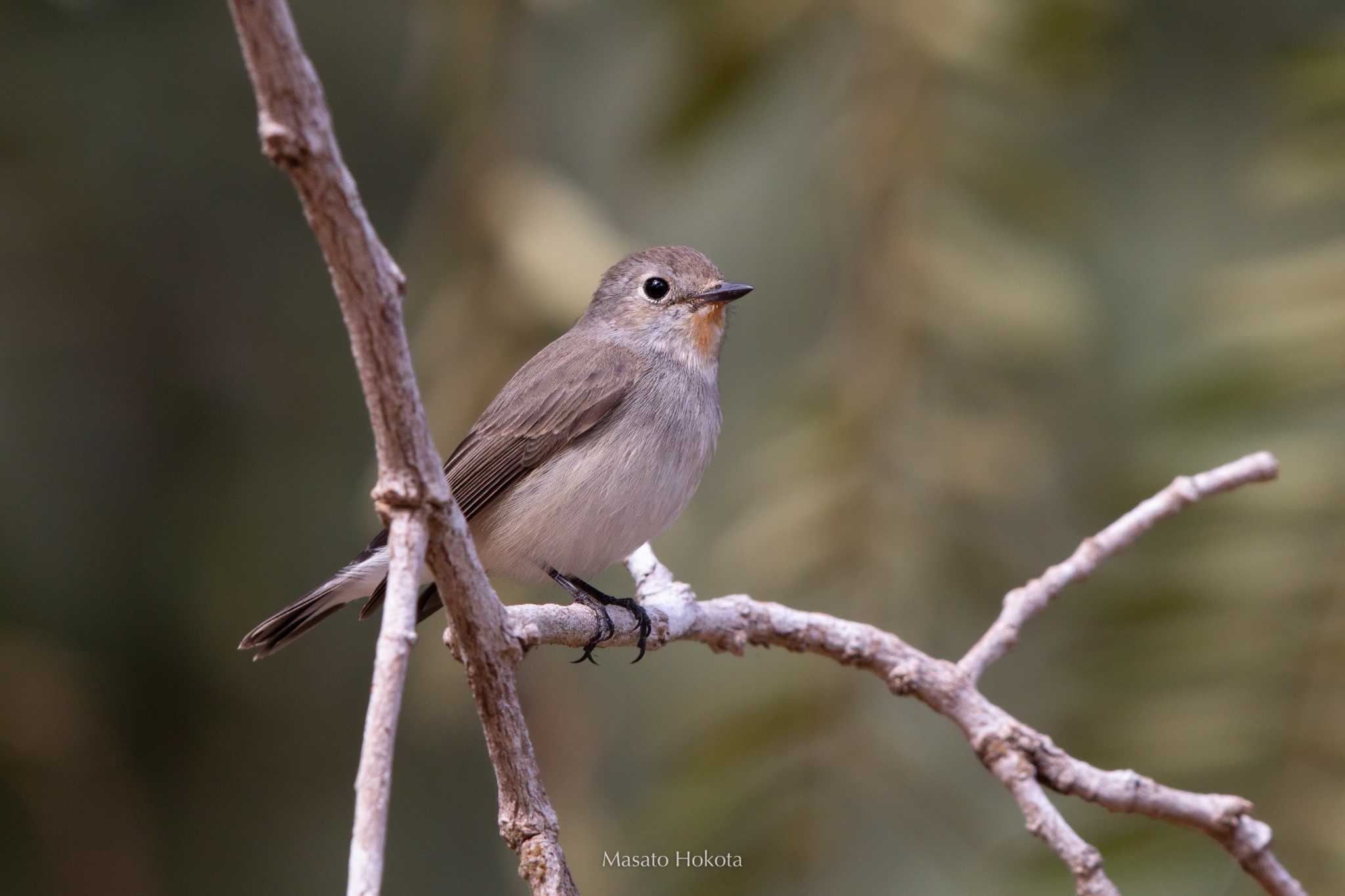 Taiga Flycatcher