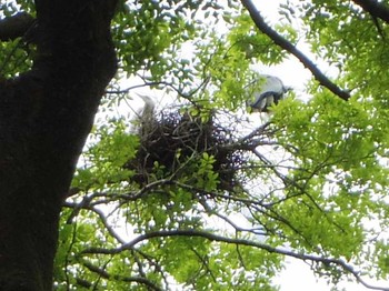 Grey Heron Kyoto Gyoen Fri, 5/5/2017