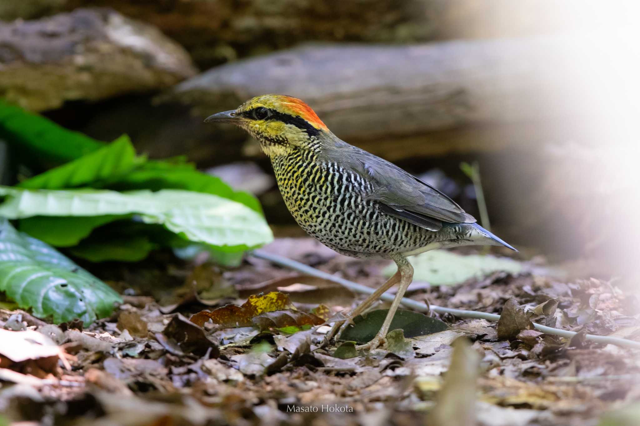 Photo of Blue Pitta at Kaeng Krachan National Park by Trio