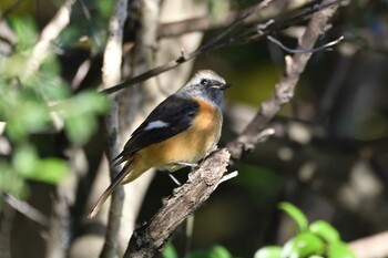 2021年10月30日(土) 愛知県豊田市逢妻女川周辺の野鳥観察記録