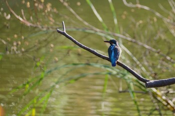 Common Kingfisher 町田市薬師池 Thu, 10/28/2021