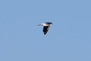 Grey-headed Lapwing 多摩川二ヶ領宿河原堰 Sat, 10/30/2021