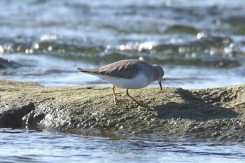 Temminck's Stint 多摩川二ヶ領宿河原堰 Sat, 10/30/2021