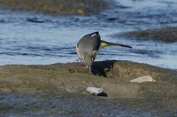 Grey Wagtail 多摩川二ヶ領宿河原堰 Sat, 10/30/2021