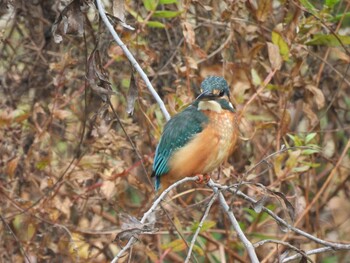 カワセミ 朝陽公園(北京) 2021年10月30日(土)