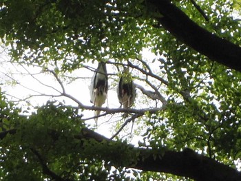 Grey Heron Kyoto Gyoen Fri, 5/5/2017