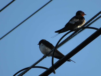 Barn Swallow Unknown Spots Thu, 5/4/2017