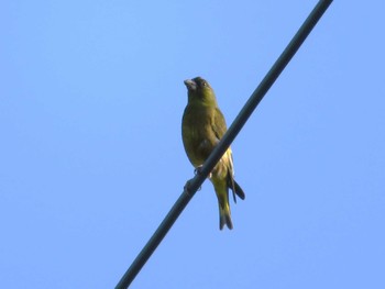 Grey-capped Greenfinch Unknown Spots Thu, 5/4/2017