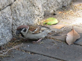 Eurasian Tree Sparrow 海王バードパーク Thu, 5/4/2017