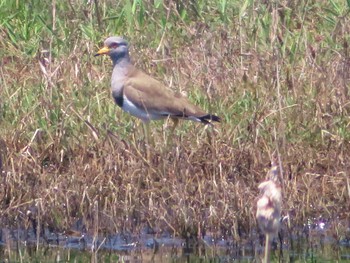 Grey-headed Lapwing 海王バードパーク Thu, 5/4/2017