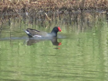 Common Moorhen 海王バードパーク Thu, 5/4/2017