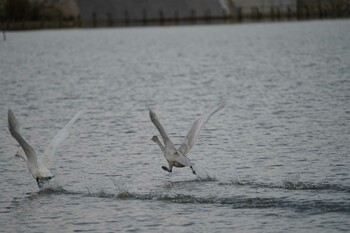 Tundra Swan 潟ノ内(島根県松江市) Sat, 10/30/2021