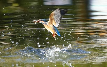 カワセミ 千里南公園 2021年10月30日(土)