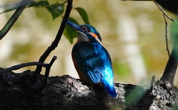 カワセミ 天王寺公園(大阪市) 2021年10月30日(土)