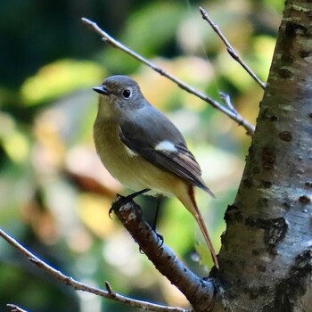 2021年10月30日(土) 狭山湖堤防の野鳥観察記録