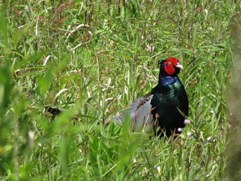 Green Pheasant 海王バードパーク Thu, 5/4/2017